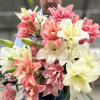 Belvedere - Double / Pollen-less LxA Hybrid Lilies Thumbnail #2