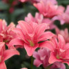Butterfly Blossom (aka Frontline) - Double / Pollen-less LxA Hybrid Lilies Thumbnail #2