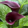 Cantor - Calla / Zantedeschia Thumbnail #2