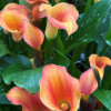 Captain Odeon - Calla / Zantedeschia Thumbnail #2