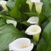Ivory Art - Calla / Zantedeschia Thumbnail #1