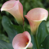 Captain Rosetta - Calla / Zantedeschia Thumbnail #2