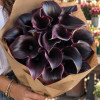 Cantor - Calla / Zantedeschia Thumbnail #1