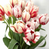 Carnaval de Rio - Tulips Thumbnail #2