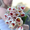 Carnaval de Rio - Tulips Thumbnail #2