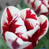 Carnaval de Nice - Tulips Thumbnail #1