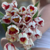 Carnaval de Rio - Tulips Thumbnail #1