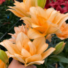 Charming Beauty - Double / Pollen-less LxA Hybrid Lilies Thumbnail #2