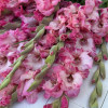 Cherry Candy - Gladiolus Thumbnail #2