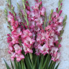 Cherry Candy - Gladiolus Thumbnail #1