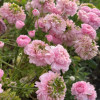 Cloni Success Green Pink - Cloni® Ranunculus Thumbnail #2