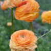 Cloni Success Honey (Pesca 750pc) - Cloni® Ranunculus Thumbnail #2