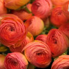 Cloni Success Aragosta (770PC) - Cloni® Ranunculus Thumbnail #2