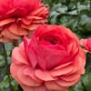 Cloni Success Terracotta - Cloni® Ranunculus Thumbnail #1