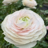 Cloni Success Madame (423 PIN) - Cloni® Ranunculus Thumbnail #1