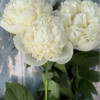 Colonel Owen Cousins - Peonies Thumbnail #2