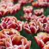 Congo - Tulips Thumbnail #1