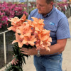 Coral Sunset - LxA Hybrid Lilies Thumbnail #1