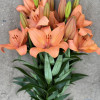 Coral Sunset - LxA Hybrid Lilies Thumbnail #1