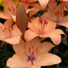 Coral Sunset - LxA Hybrid Lilies Thumbnail #2