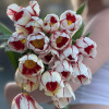 Carnaval de Rio - Tulips Thumbnail #2