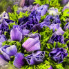 Growing tip Anemone - Mistral Anemone Thumbnail #2