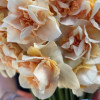 Sweet Paradise - Daffodils Thumbnail #2
