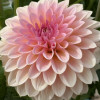 Beauty Queen - Dahlia Thumbnail #2