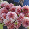 Beauty Queen - Dahlia Thumbnail #1