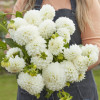 Boom Boom White - Dahlia Thumbnail #1