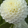Boom Boom White - Dahlia Thumbnail #2