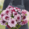Creme de Cassis - Dahlia Thumbnail #1