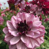 Creme de Cassis - Dahlia Thumbnail #2