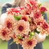 Creme de Cognac - Dahlia Thumbnail #1