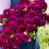 Cryfield Harmony - Dahlia Thumbnail #1