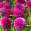 Cryfield Harmony - Dahlia Thumbnail #2