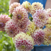 Dusty Beauty - Dahlia Thumbnail #1