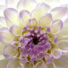 Eveline - Dahlia Thumbnail #2