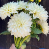 Fleurel - Dahlia Thumbnail #2