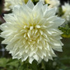 Fleurel - Dahlia Thumbnail #2