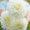 Fleurel - Dahlia Thumbnail #1