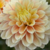 Giovanna  - Dahlia Thumbnail #1