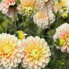 Giovanna  - Dahlia Thumbnail #2