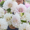 Glossy Carlita - Dahlia Thumbnail #1