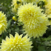 Kelvin Floodlight - Dahlia Thumbnail #2