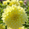 Kelvin Floodlight - Dahlia Thumbnail #1