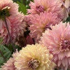 La Belle Epoque - Dahlia Thumbnail #2