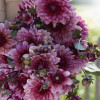 Molly Raven - Dahlia Thumbnail #1