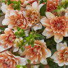 Orange Perception - Dahlia Thumbnail #2