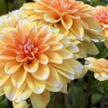 Orange Perception - Dahlia Thumbnail #2